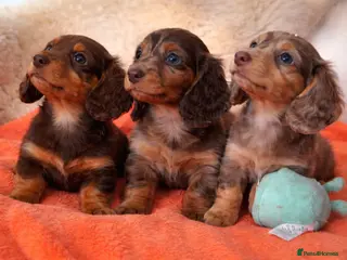 Miniature Dachshund dogs 🐾Mini Long Hair Dachshund🐾 - Advert 11