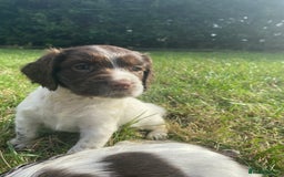 Sprocker dogs for sale:  Sprocker pups - Image 1