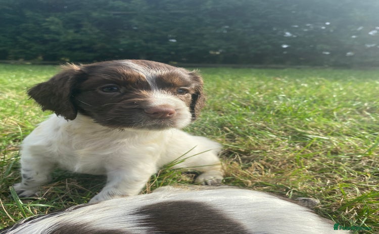 Sprocker dogs - Advert 2