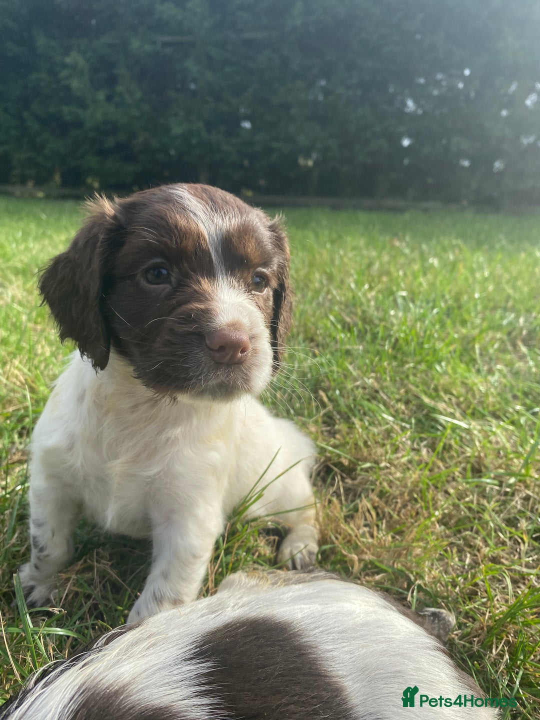 Sprocker dogs for sale:  Sprocker pups - Image 1