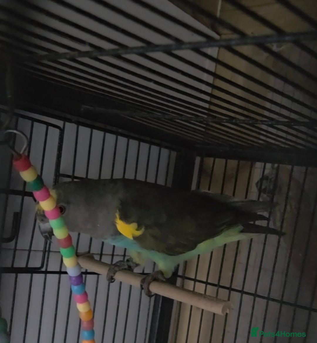 Parrots birds for sale: Meyers parrot - Advert 5