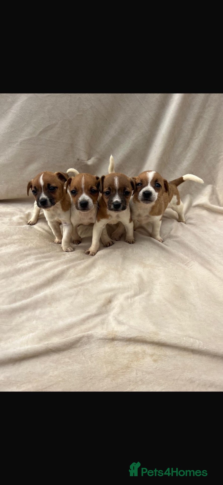 Jack Russell dogs for sale: Jack Russell - Advert 2