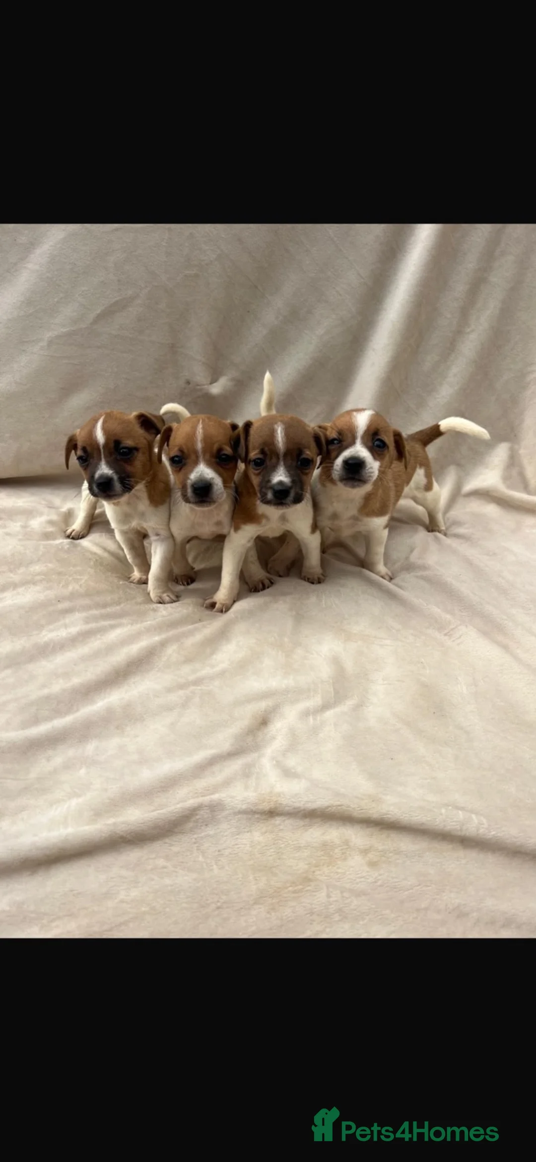 Jack Russell dogs for sale: Jack Russell in Walton-on-Thames - Advert 2