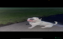 Mixed Breed dogs for sale: 9 Month old Cane corso x american bulldog - Image 4