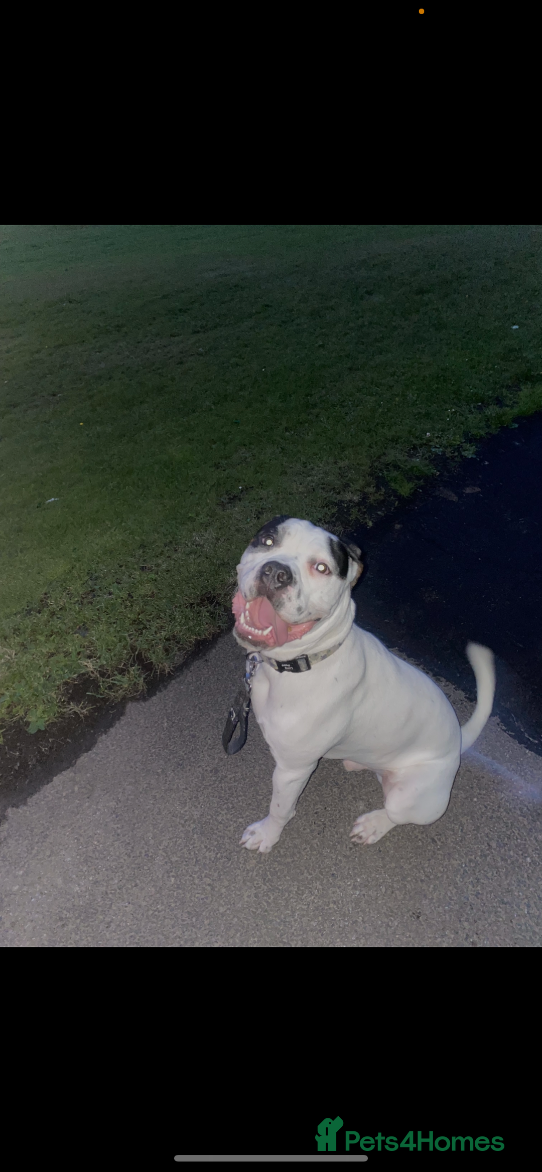Mixed Breed dogs for sale: 9 Month old Cane corso x american bulldog - Image 4
