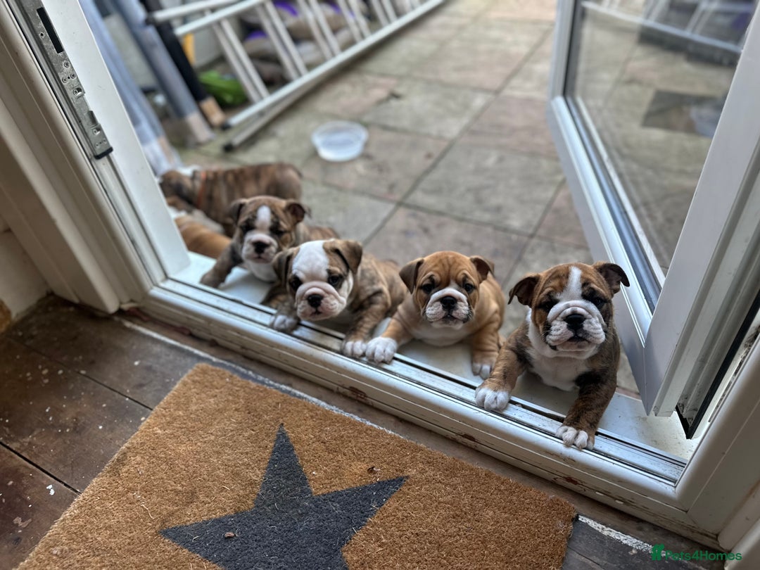English Bulldog dogs for sale: READY NOW! vaccinated microchipped KC Bulldog pups in Rochford - Image 14