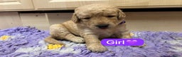 Labradoodle dogs for sale: Gorgeous labradoodle puppies - Advert 17