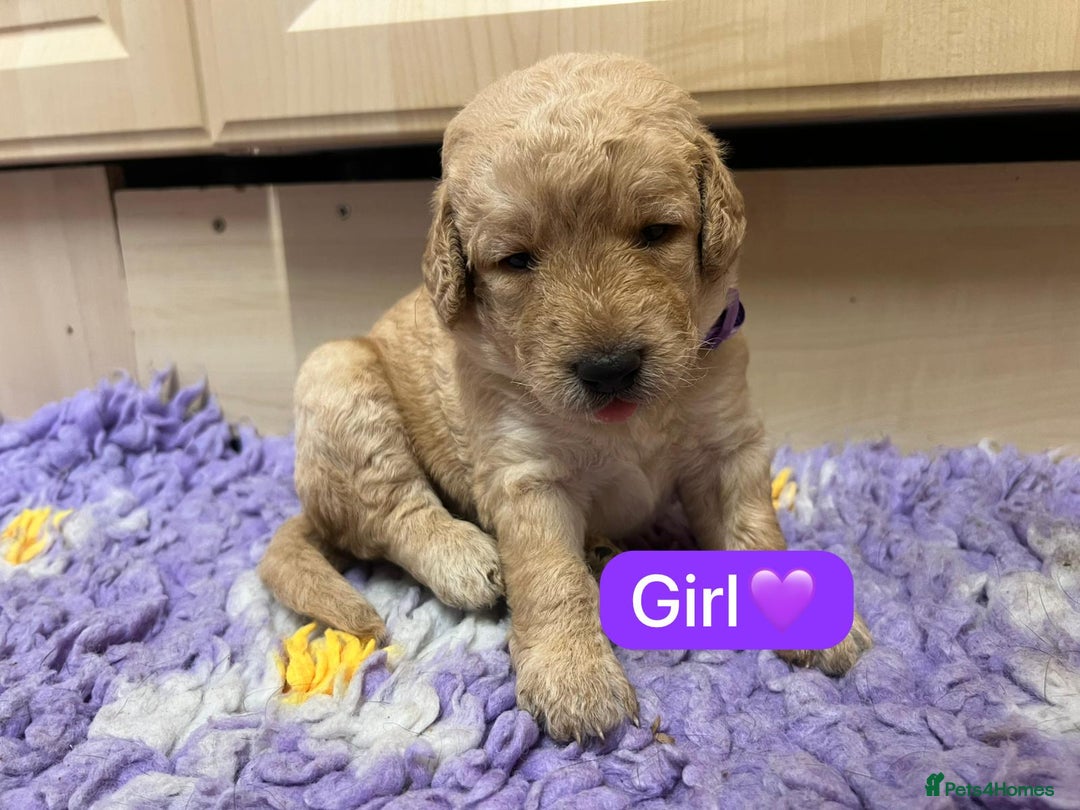 Labradoodle dogs for sale: Gorgeous labradoodle puppies - Advert 17