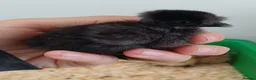 Chickens poultry for sale: Silkie chicks, hatching eggs & cockerels available - Advert 3