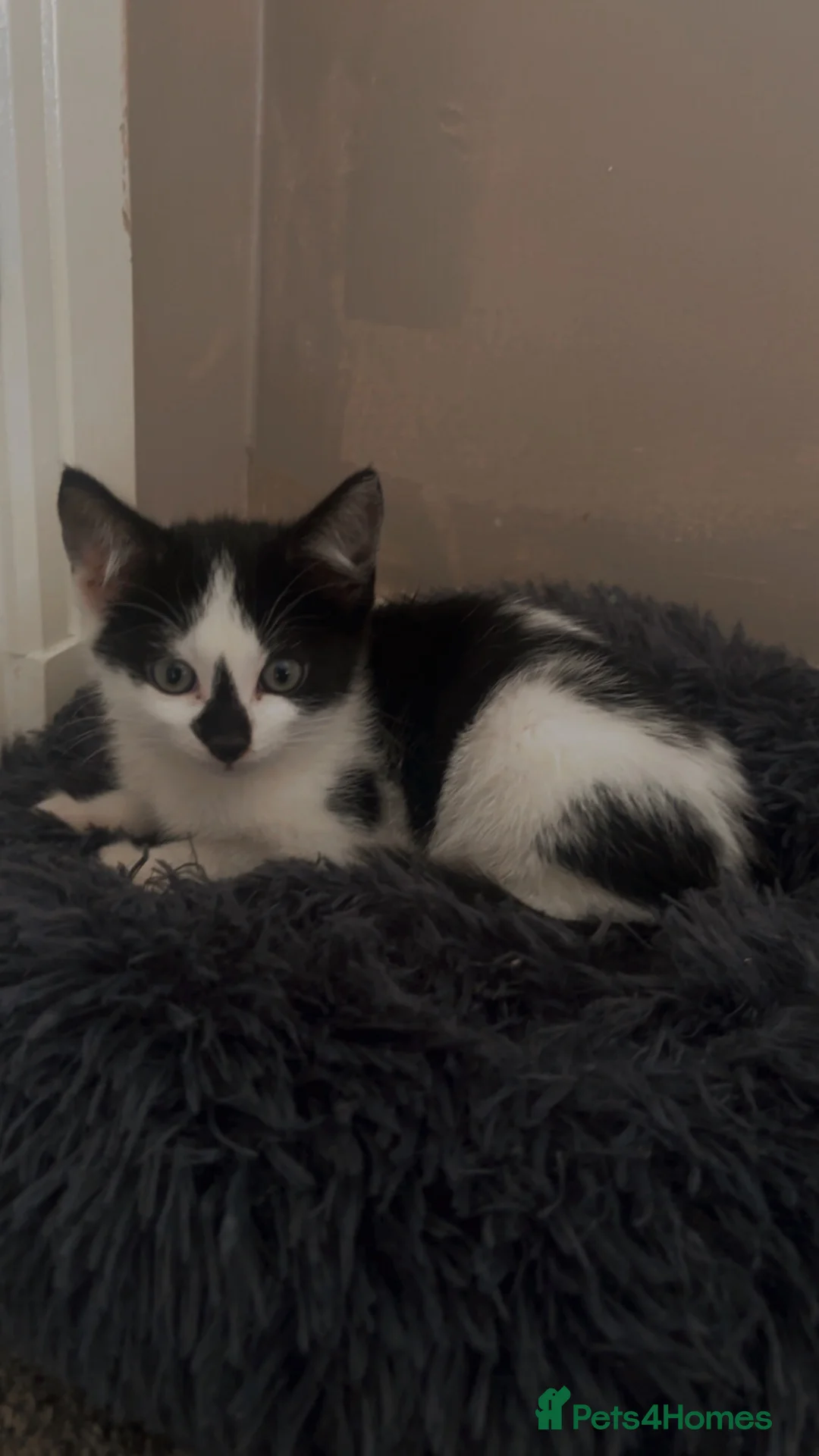 Mixed Breed cats for sale: 5 month old kitten for sale - Advert 2