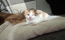 Mixed Breed cats for sale: Beautiful kittens  - Image 13