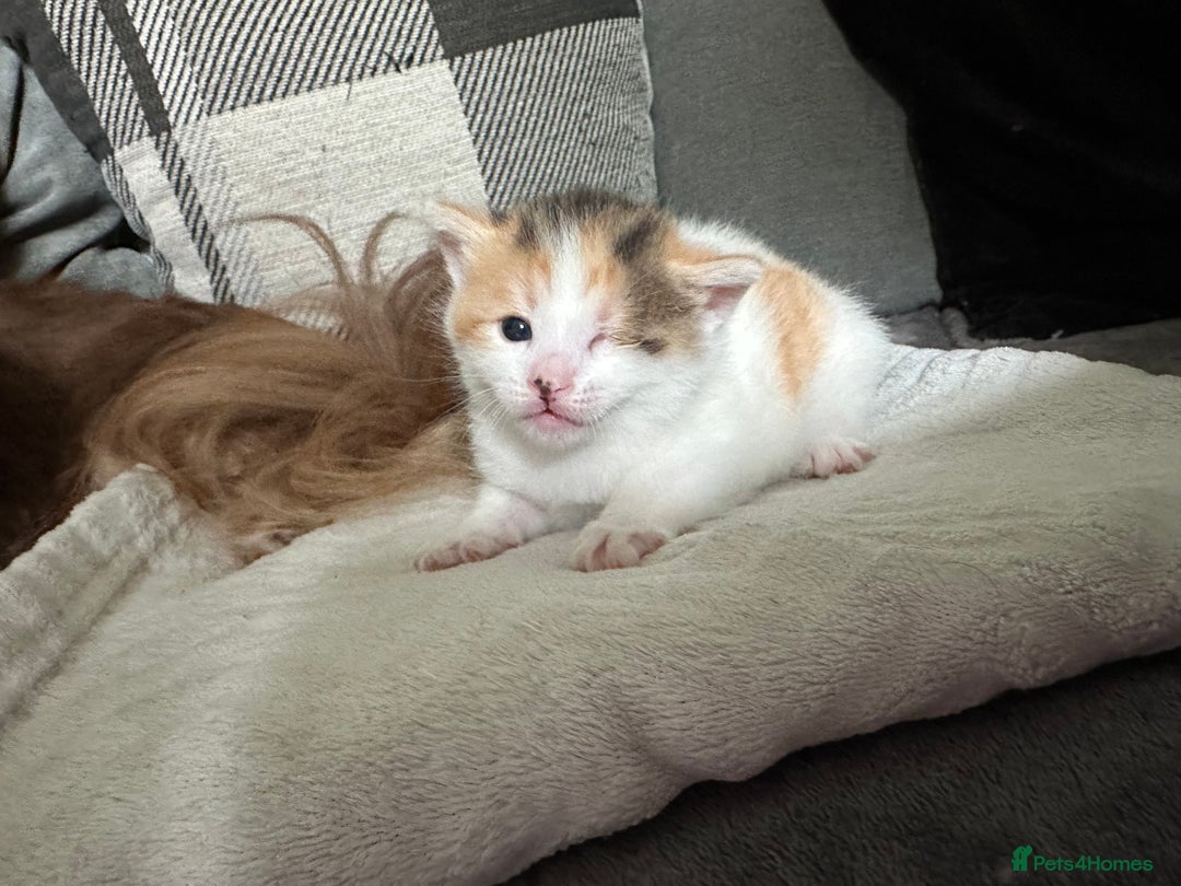 Mixed Breed cats for sale: Beautiful kittens  - Image 13