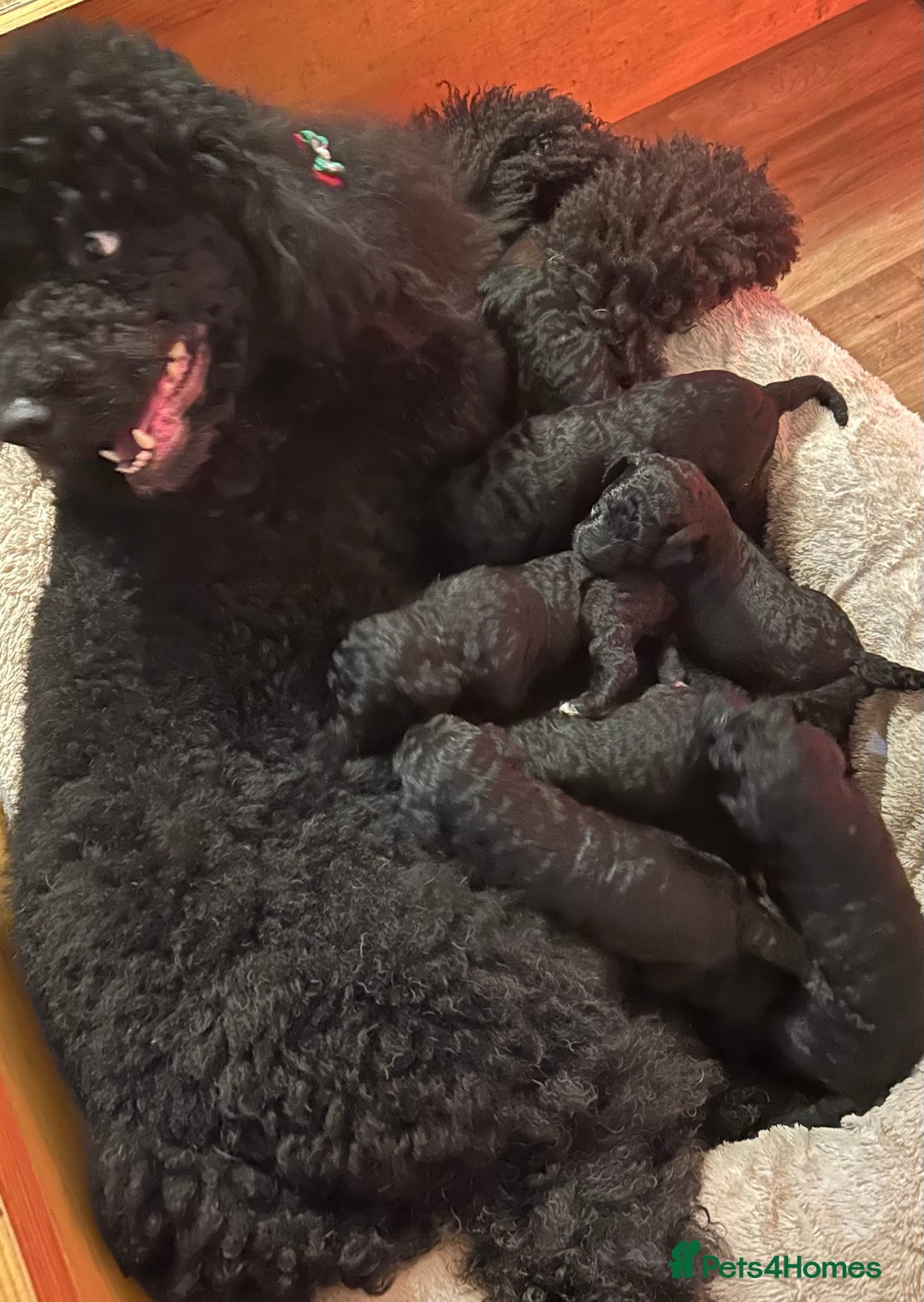 Standard Poodle dogs for sale: Poodle puppies - Advert 4