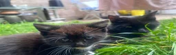 Mixed Breed cats for sale: Adorable kitten available for sale. - Advert 6