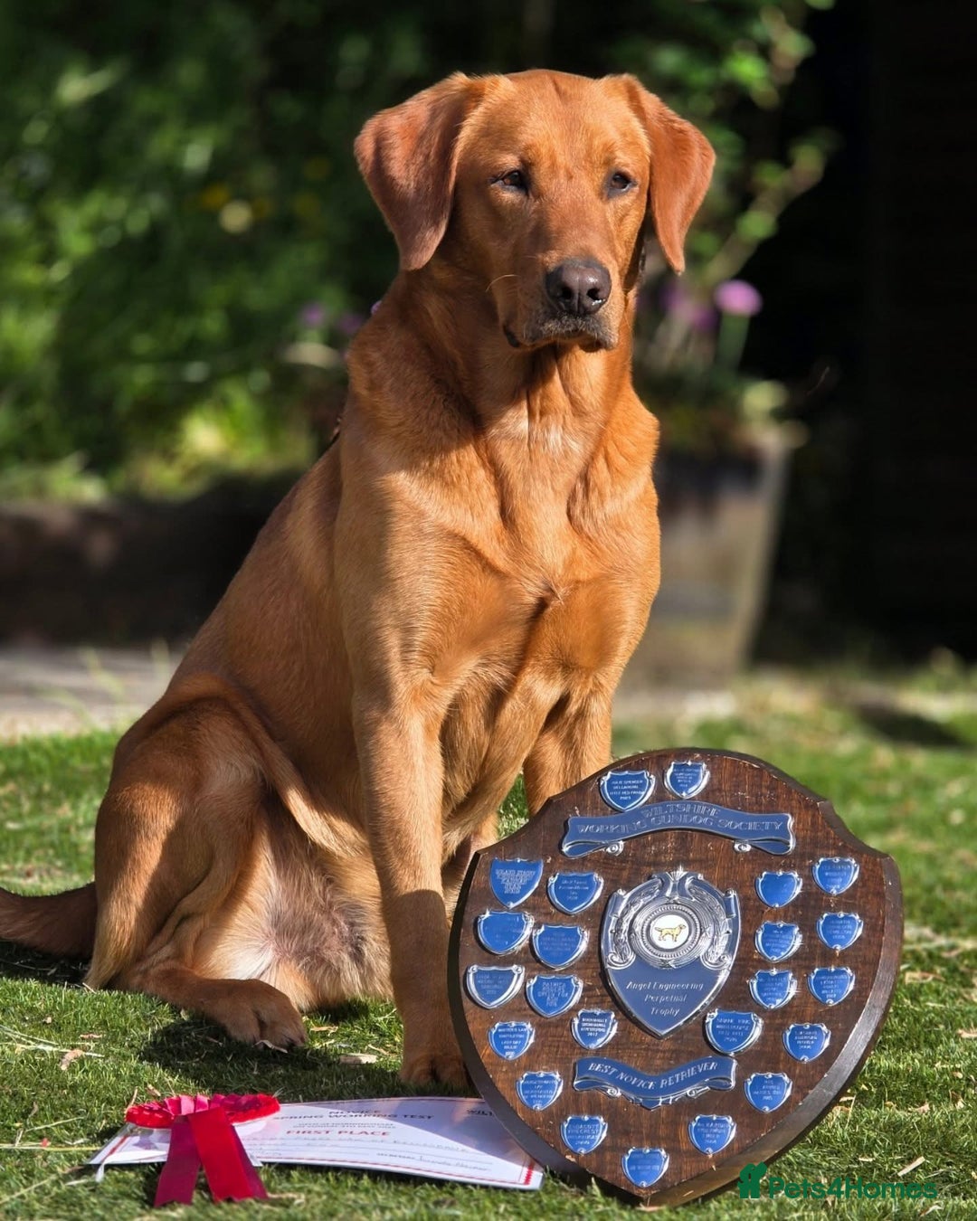 Labrador Retriever dogs for sale: Fox Red Labradors for sale in North Tawton - Image 4