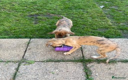 Mixed Breed dogs for sale: Bedlington whippet greyhound  - Image 4