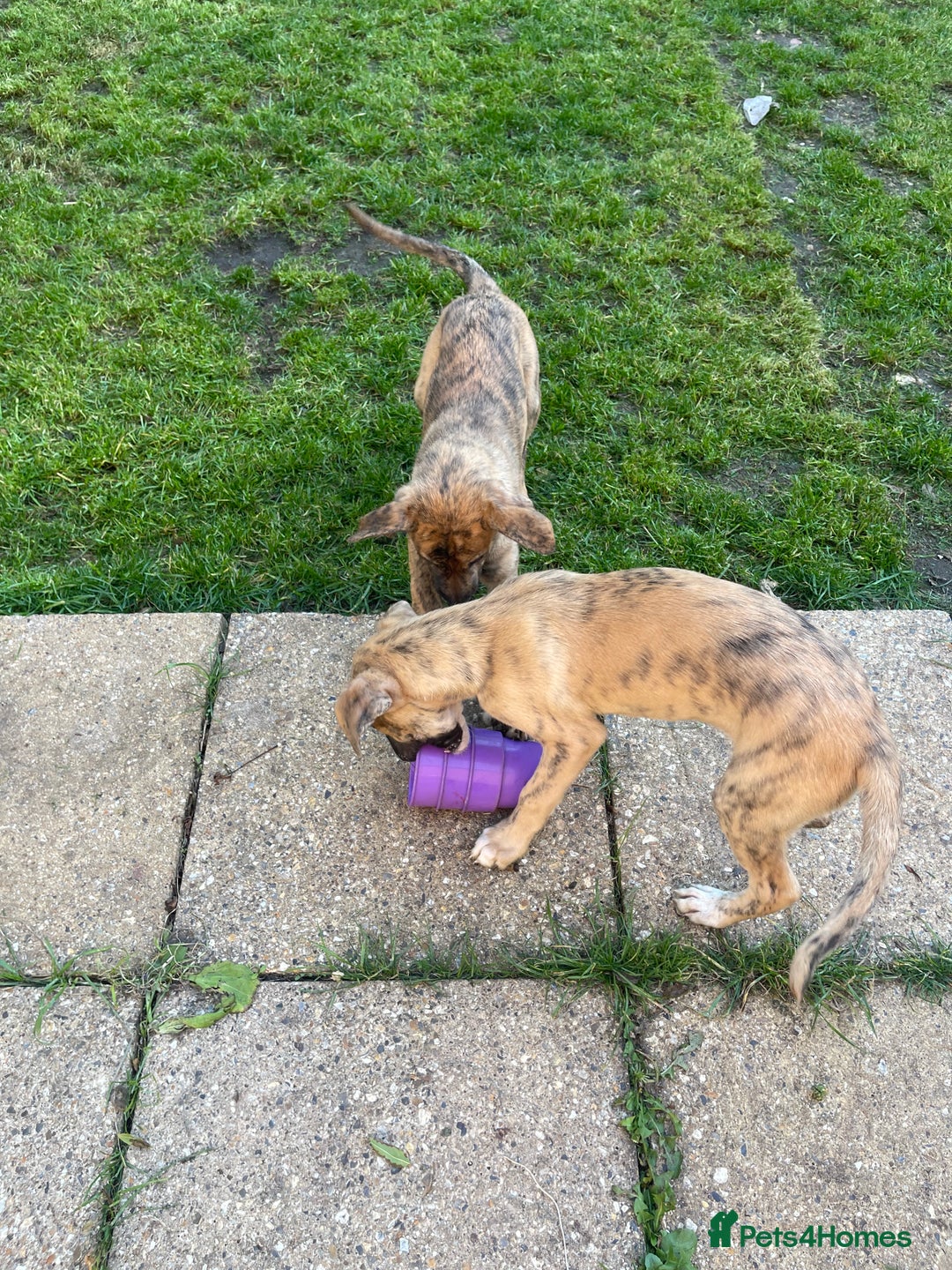 Mixed Breed dogs for sale: Bedlington whippet greyhound  - Image 4