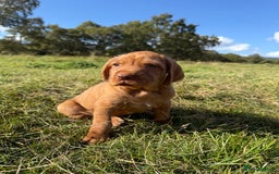 Hungarian Vizsla dogs for sale: Wirehaired Vizsla’s - Image 27