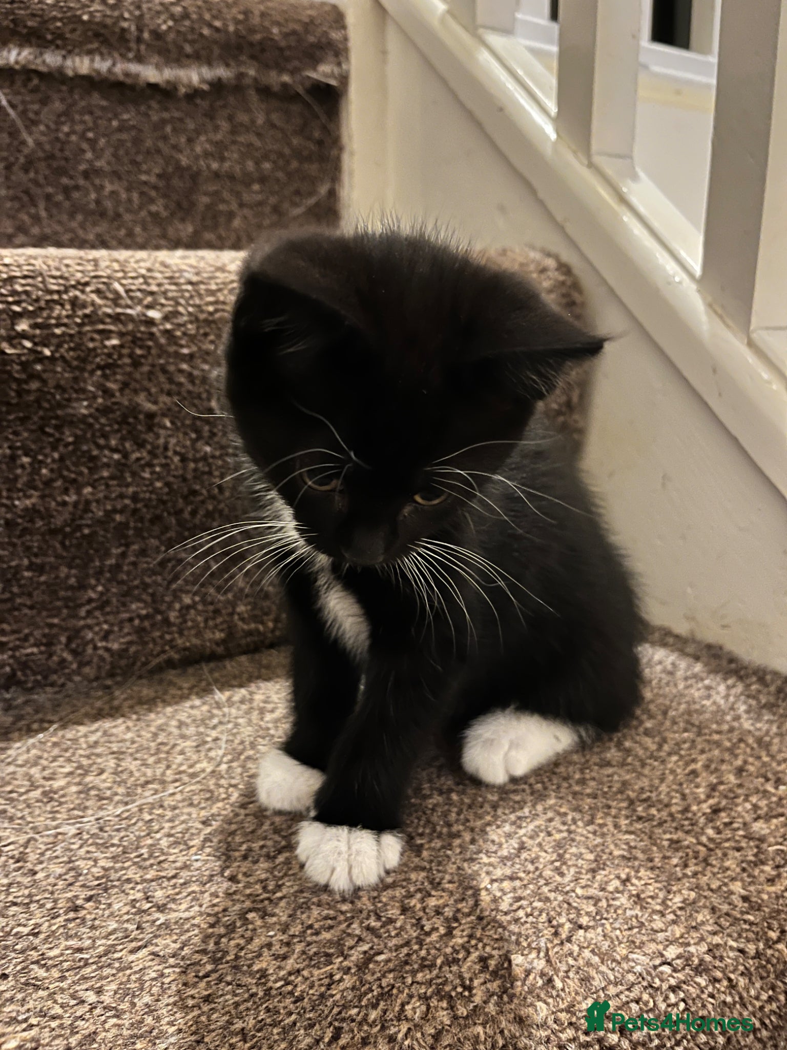 Mixed Breed cats Happy Kittens for Sale - Advert 10