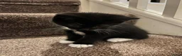 Mixed Breed cats for sale: Happy Kittens for Sale - Advert 1