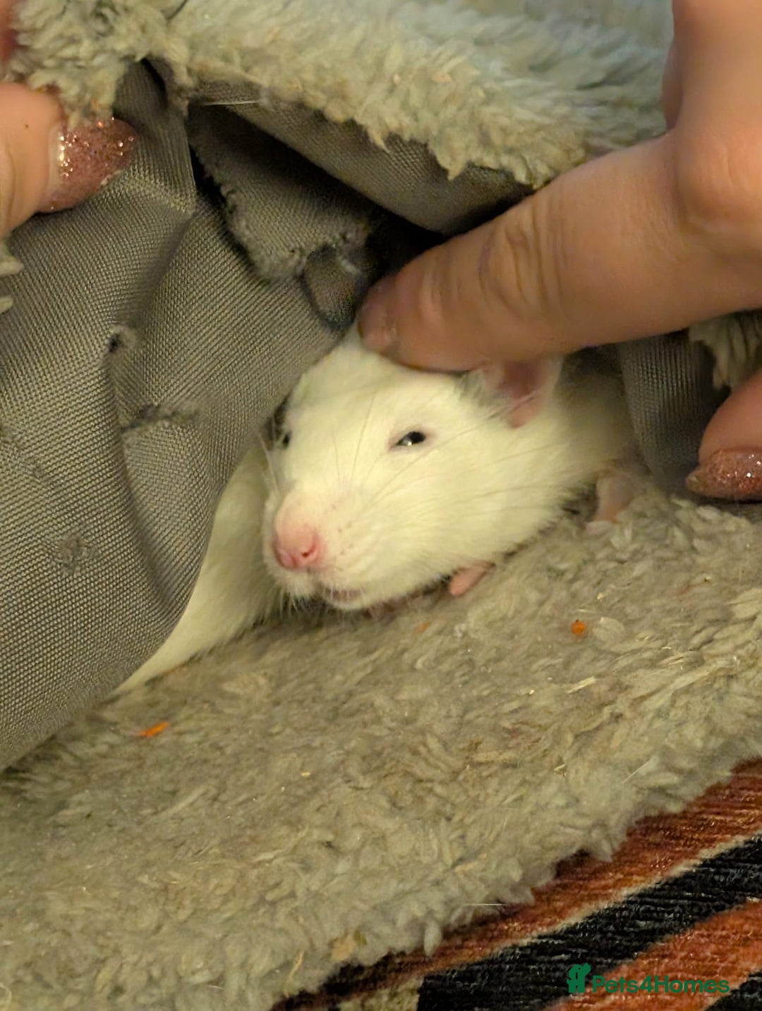 Rat rodents for sale: 2 female rats - Advert 1