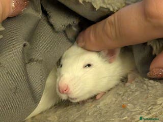 Rat rodents 2 female rats - Advert 1