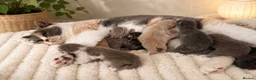 British Shorthair cats for sale: Exceptional quality British shorthair kittens  - Advert 16