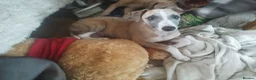 Whippet dogs for sale: Show quality KC reg pups - Advert 11