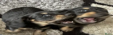 Miniature Dachshund 3 makes