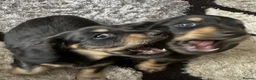 Miniature Dachshund dogs for sale: Miniature Dachsund puppies - Advert 11