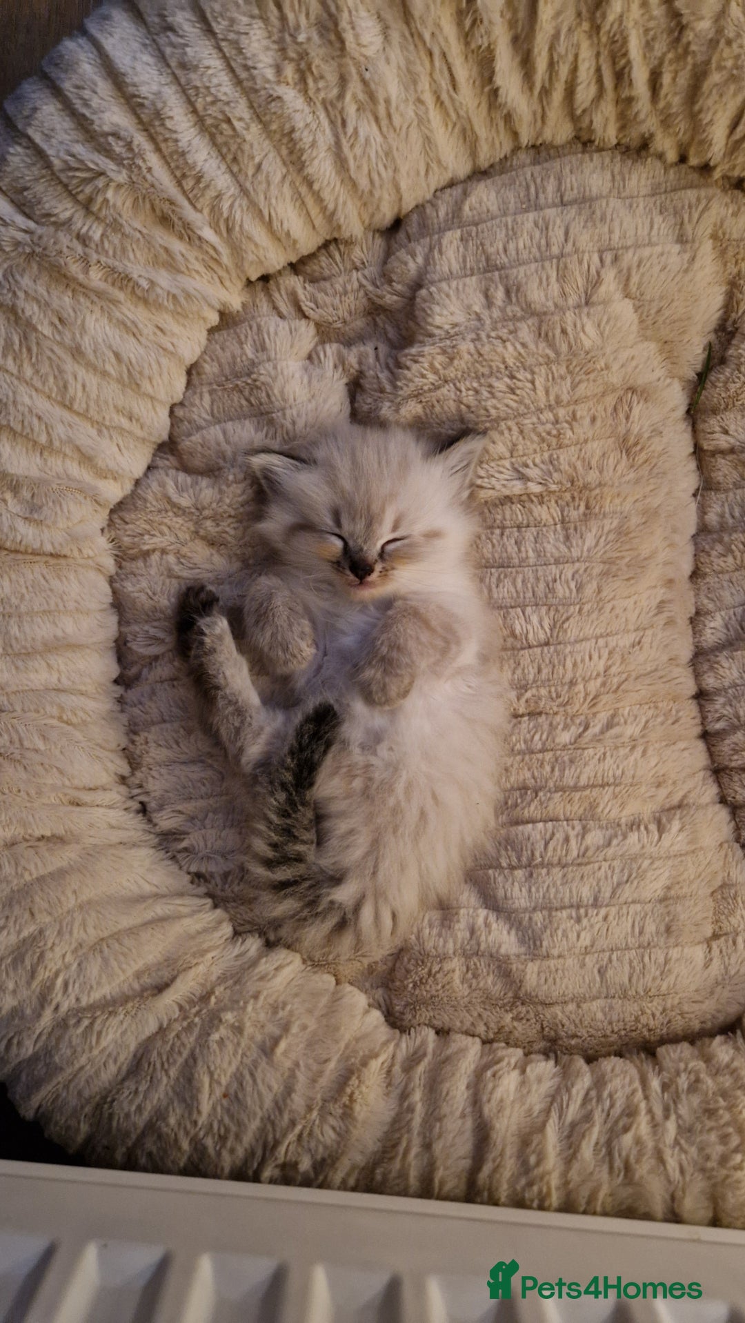 Ragdoll cats for sale: Ragdoll kittens - Advert 6