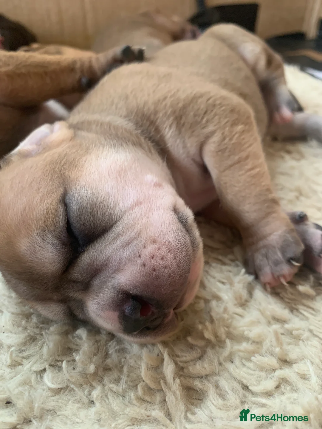 Mixed Breed dogs for sale: Staffy mastiff x bulldog bully - Advert 6