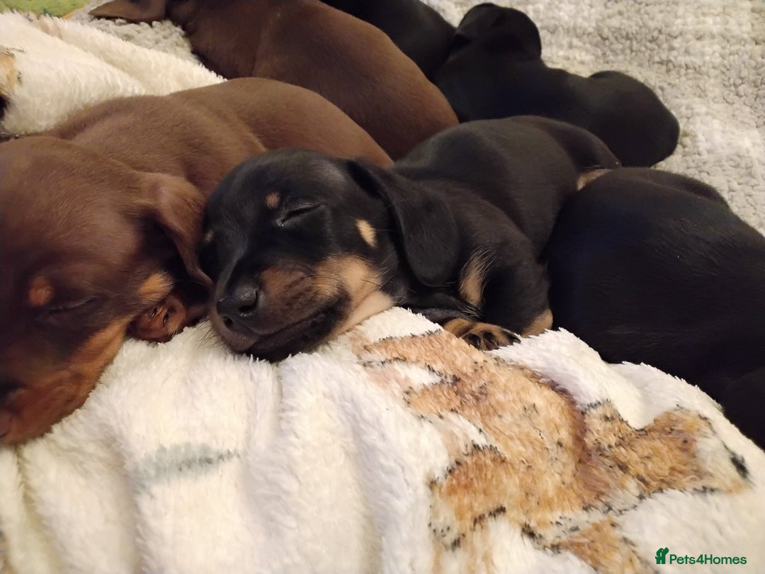 Miniature Dachshund dogs for sale: Miniature dachshund puppies - Advert 13