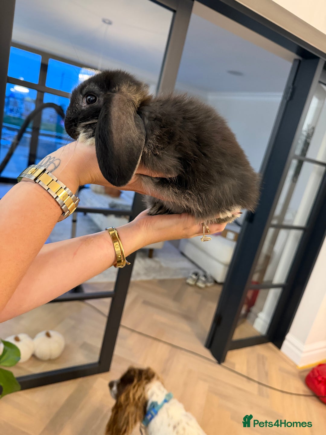 French Lop rabbits for sale: Giant French Lop Buck Kid - Image 4