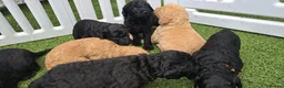 Labradoodle dogs for stud: Tatum in Glasgow - Advert 13