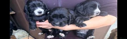 Cocker Spaniel dogs for sale: Cocker spaniel pups in Fordingbridge - Advert 7