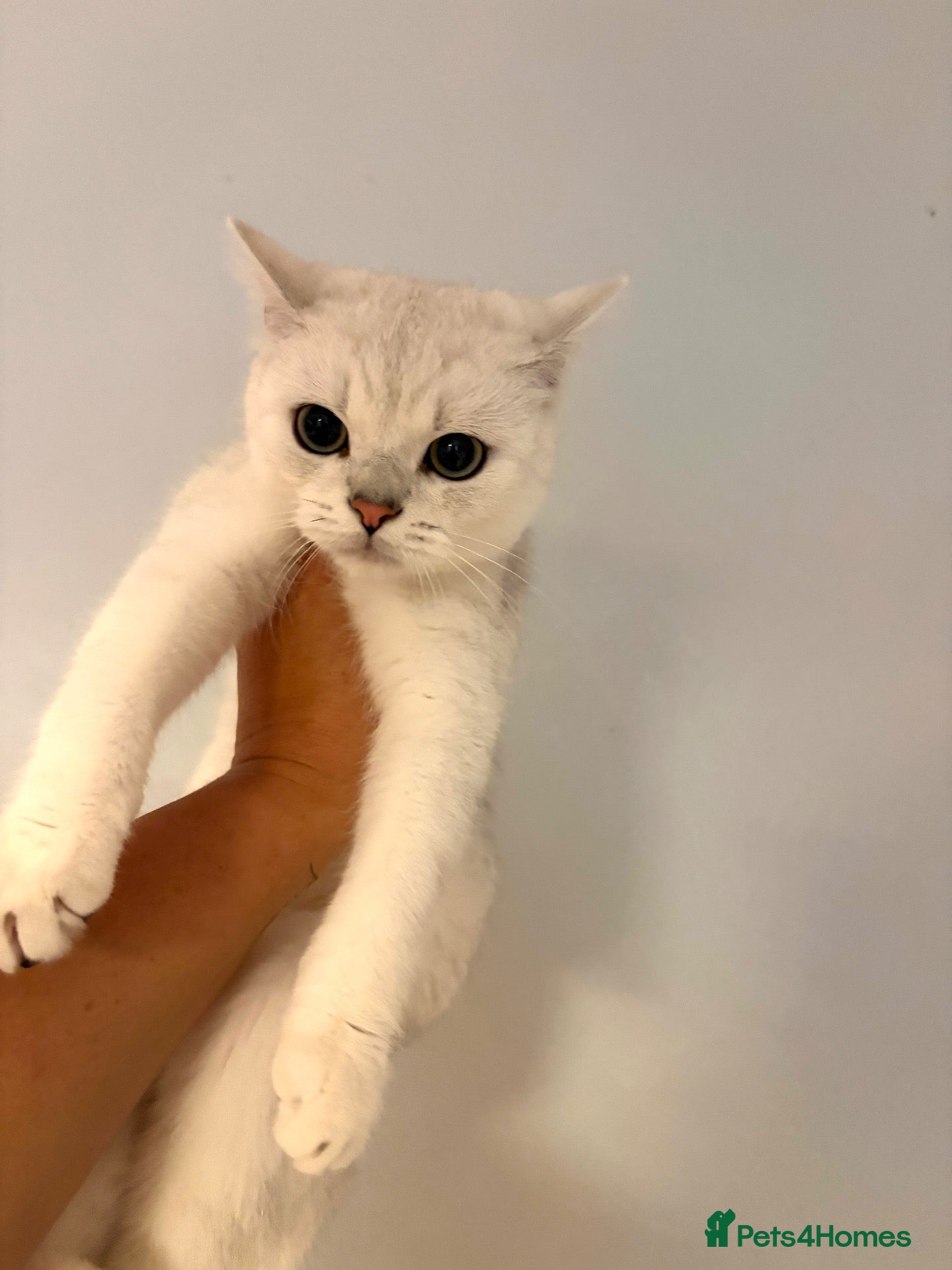 British Shorthair cats GCCF Reg-1 boy left-Beautiful Silver Tipped Boys   - Advert 1