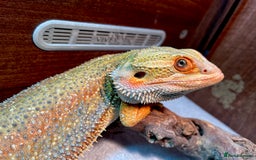 Bearded Dragon reptiles for sale: Hypo dunner blue male bearded dragon - Image 5