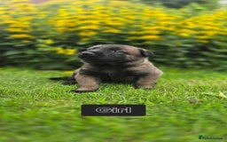 Belgian Shepherd Dog dogs for sale: Elite-line Belgian Malinois Puppies - Image 23