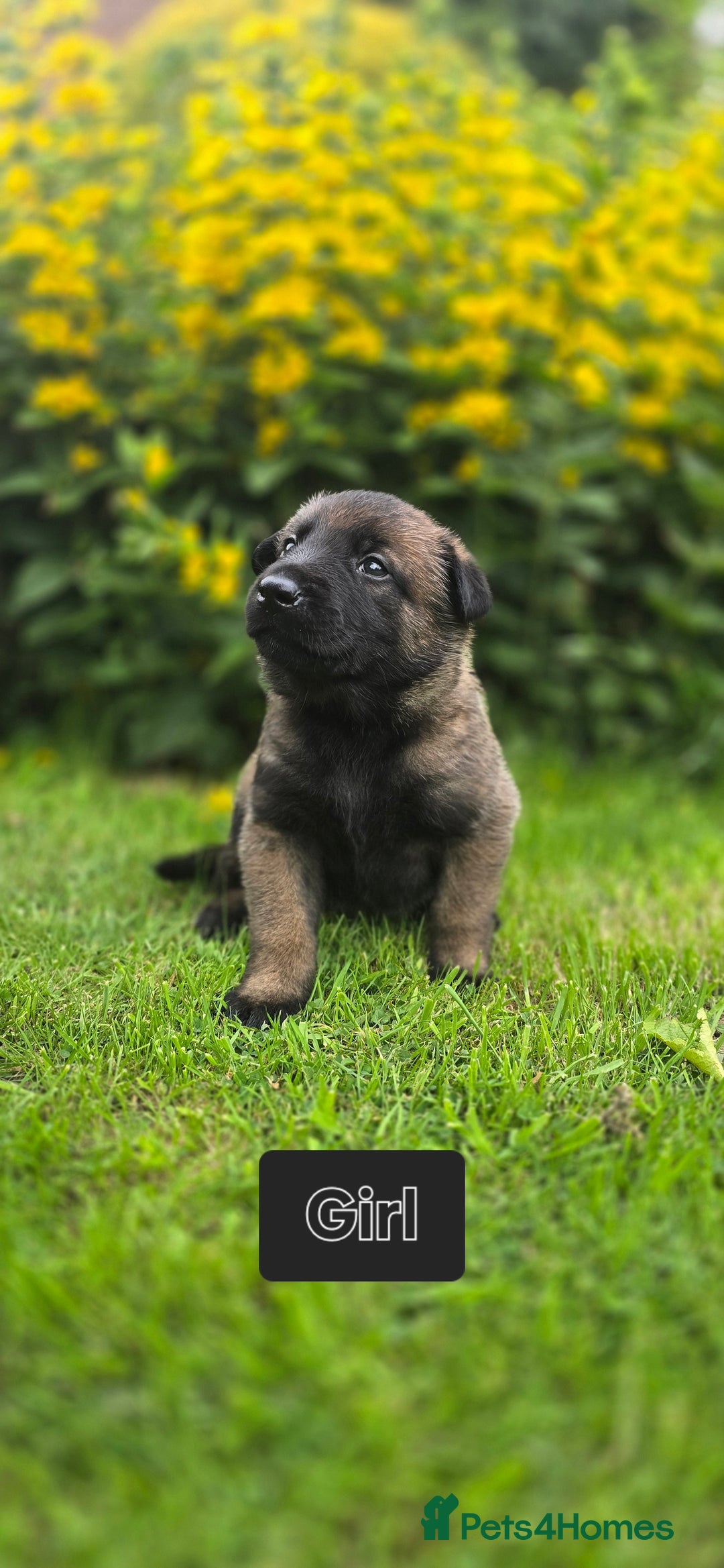 Belgian Shepherd Dog dogs for sale: Elite-line Belgian Malinois Puppies - Image 23