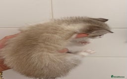 Mixed Breed cats for sale: Beautiful Kitten - Image 6