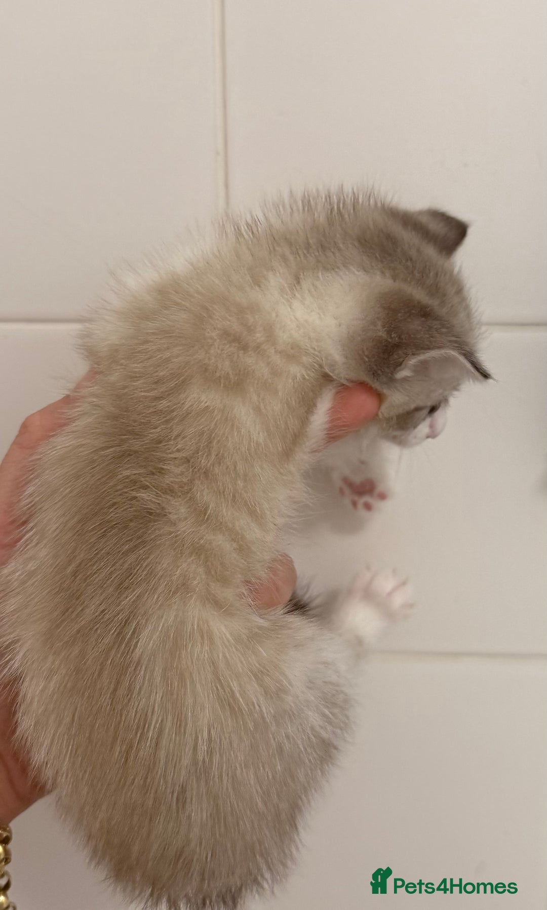 Mixed Breed cats for sale: Beautiful Kitten - Image 6