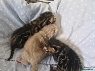 Bengal cats Genetic Health Tested Snow & Brown Bengal Kittens - Advert 2