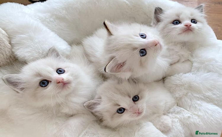 Ragdoll cats - Advert 10