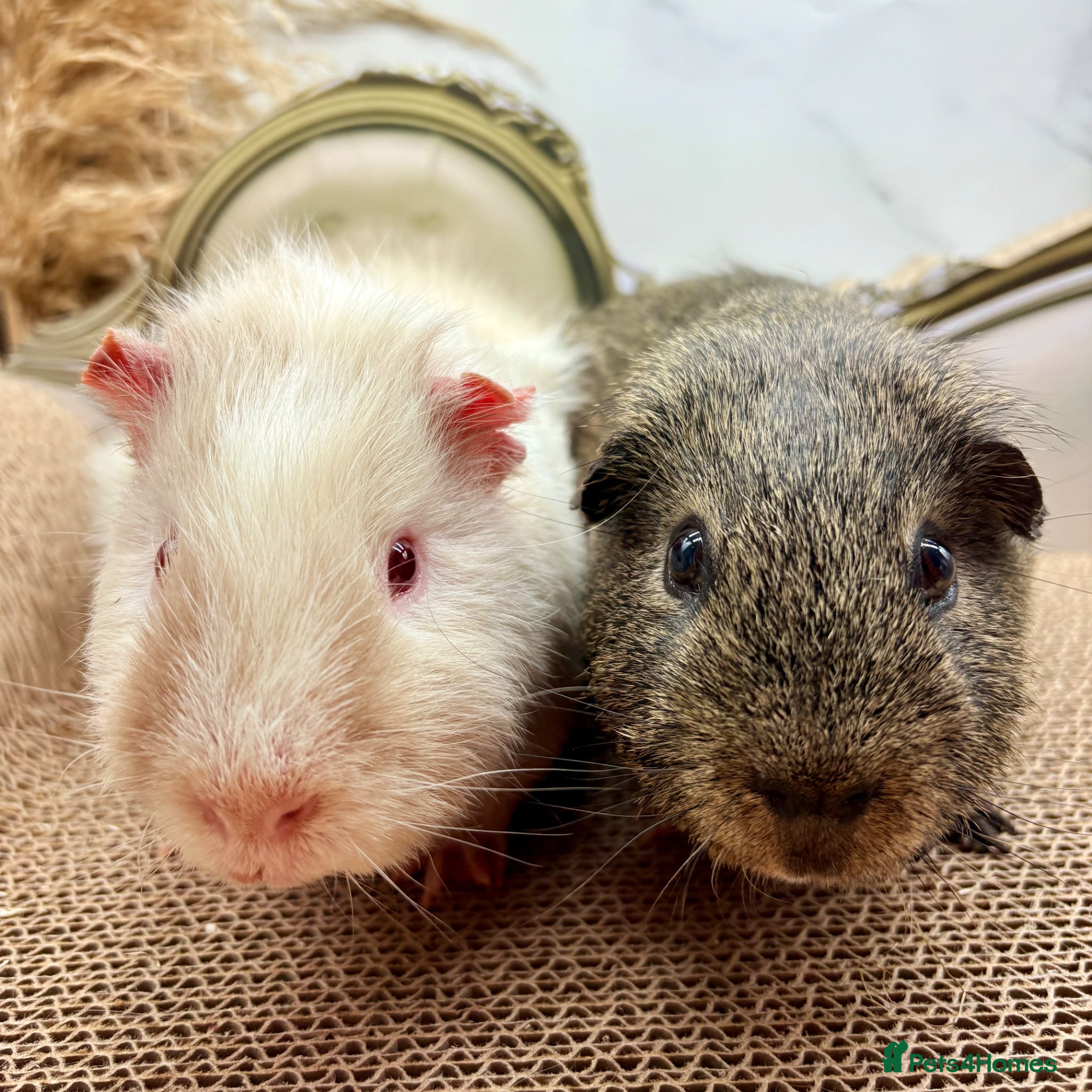 Guinea Pig rodents Gorgeous pair of boys for sale  - Advert 2