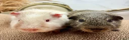 Guinea Pig rodents for sale: Gorgeous pair of boys for sale  - Advert 2