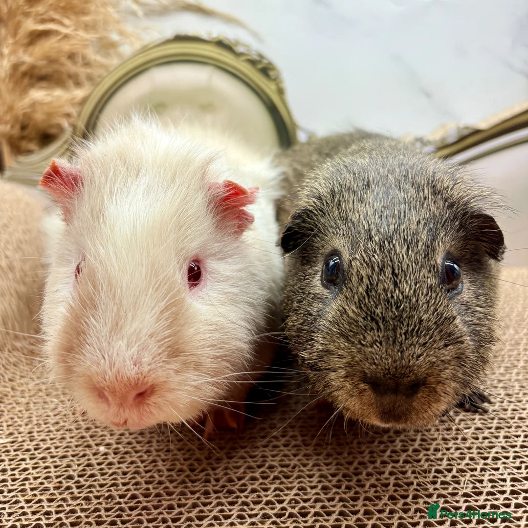 Guinea Pig rodents for sale: Gorgeous pair of boys for sale  - Advert 2