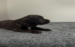 Cocker Spaniel dogs for sale: 4 beautiful cocker spaniel pups for sale - Image 14
