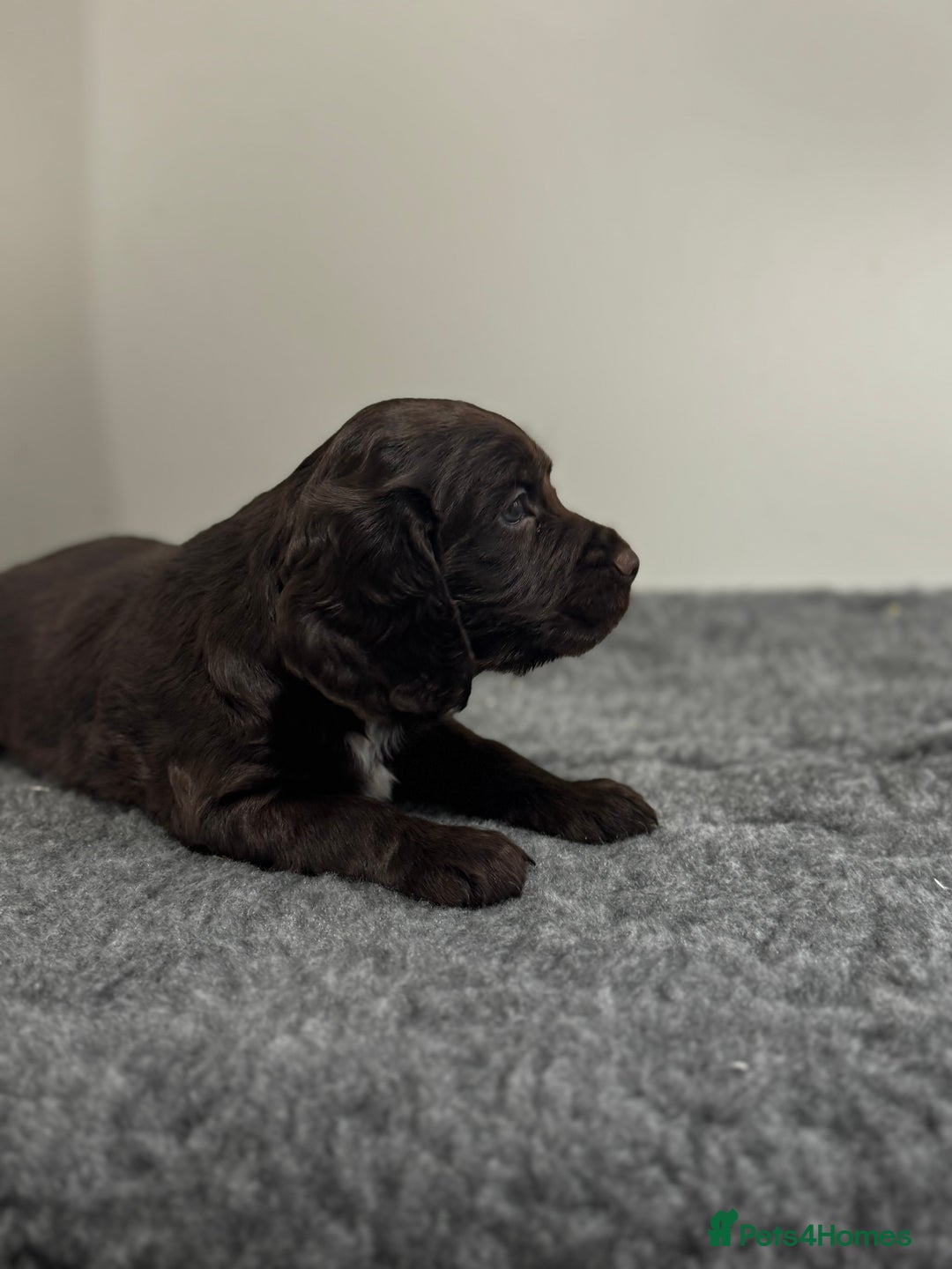 Cocker Spaniel dogs for sale: 4 beautiful cocker spaniel pups for sale - Image 14