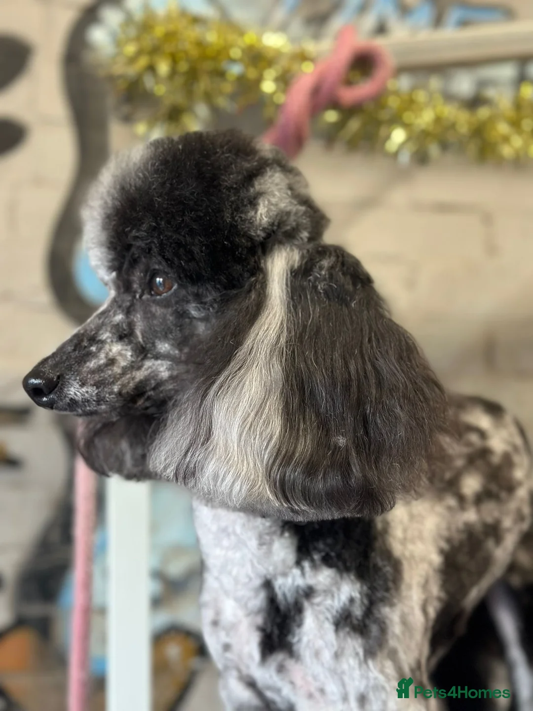 Miniature Poodle dogs for stud: Blue Merle Miniature Poodle (PROVEN) Health Tested in Sunderland - Advert 37